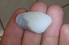 Irus crenatus