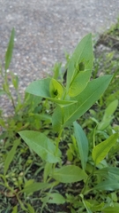 Rudbeckia amplexicaulis