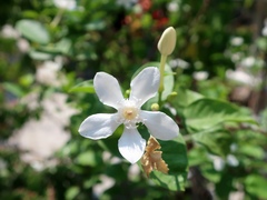 Wrightia antidysenterica