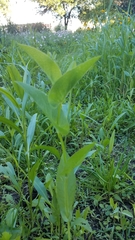 Rudbeckia amplexicaulis