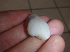 Irus crenatus
