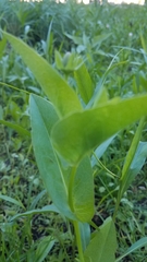 Rudbeckia amplexicaulis