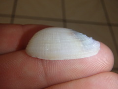 Irus crenatus