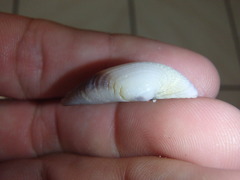 Irus crenatus