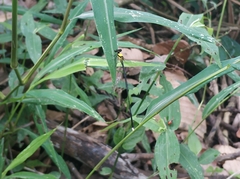 Coeliccia chromothorax