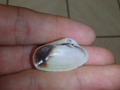 Irus crenatus