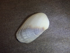 Irus crenatus
