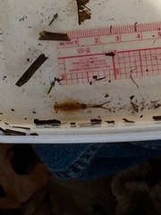 Eubranchipus vernalis