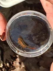 Eubranchipus vernalis