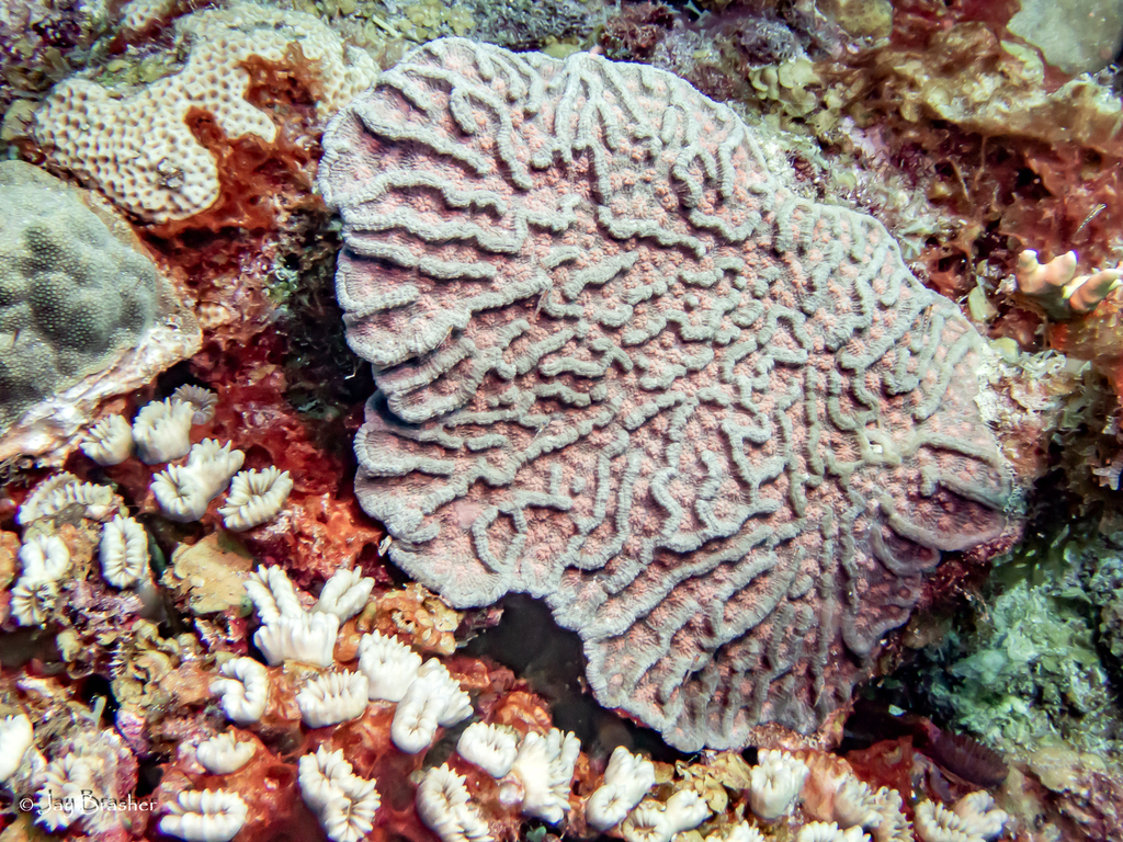 Rough Cactus Coral