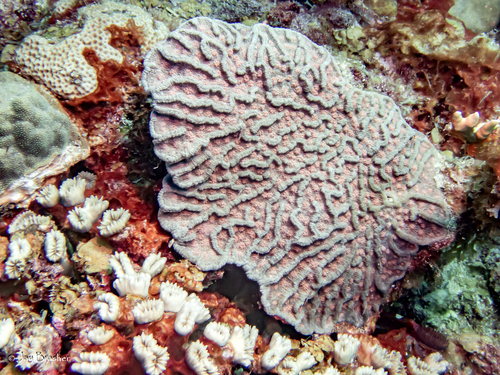 Rough Cactus Coral