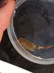 Eubranchipus vernalis