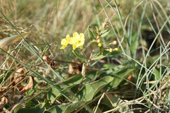 Sphedamnocarpus pruriens pruriens