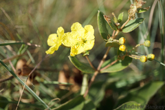 Sphedamnocarpus pruriens pruriens