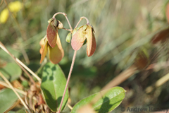 Sphedamnocarpus pruriens pruriens