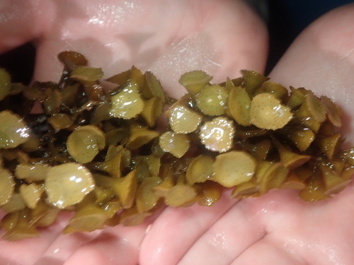 Turbinaria tricostata observed 2023-12-10