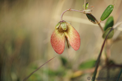 Sphedamnocarpus pruriens pruriens