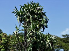 Pandanus dubius