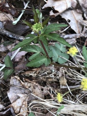 Zizia trifoliata
