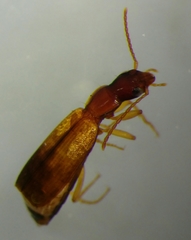 Paradromius linearis