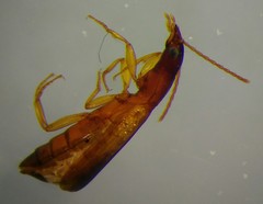 Paradromius linearis