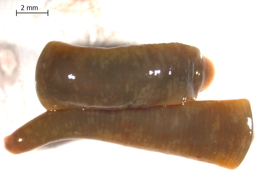 Erpobdella lahontana