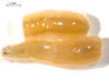 Erpobdella microstoma - Photo (c) Alison Forde, some rights reserved (CC BY-NC), uploaded by Alison Forde