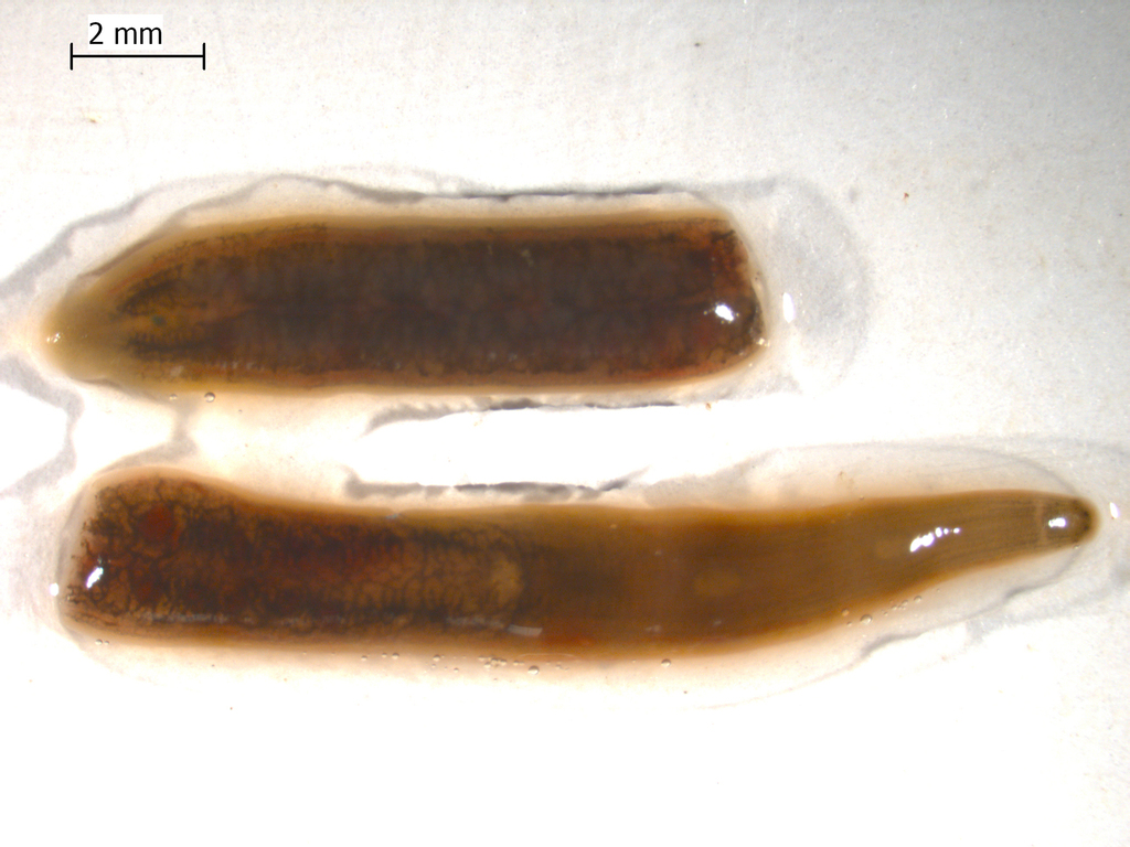 Erpobdella bucera