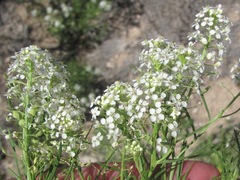 Lepidium alyssoides