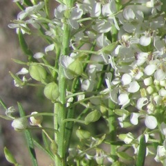 Lepidium alyssoides