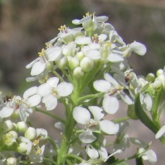 Lepidium alyssoides