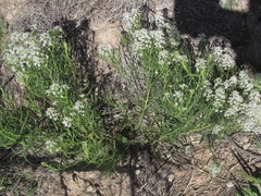 Lepidium alyssoides