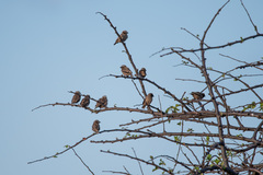 Pseudonigrita arnaudi