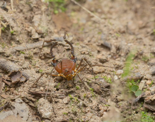 daddy longlegs