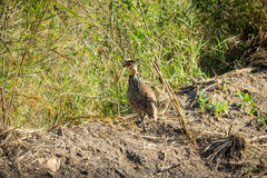 Pternistis leucoscepus