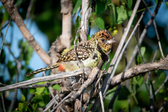 Trachyphonus darnaudii