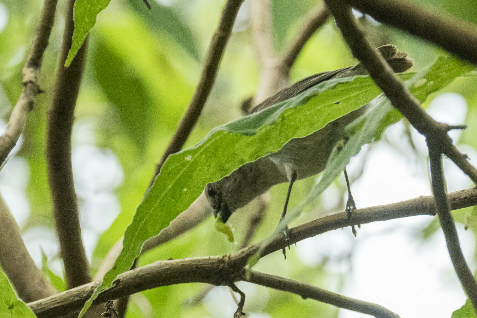 Small Tree Finch (Camarhynchus parvulus), photo 8