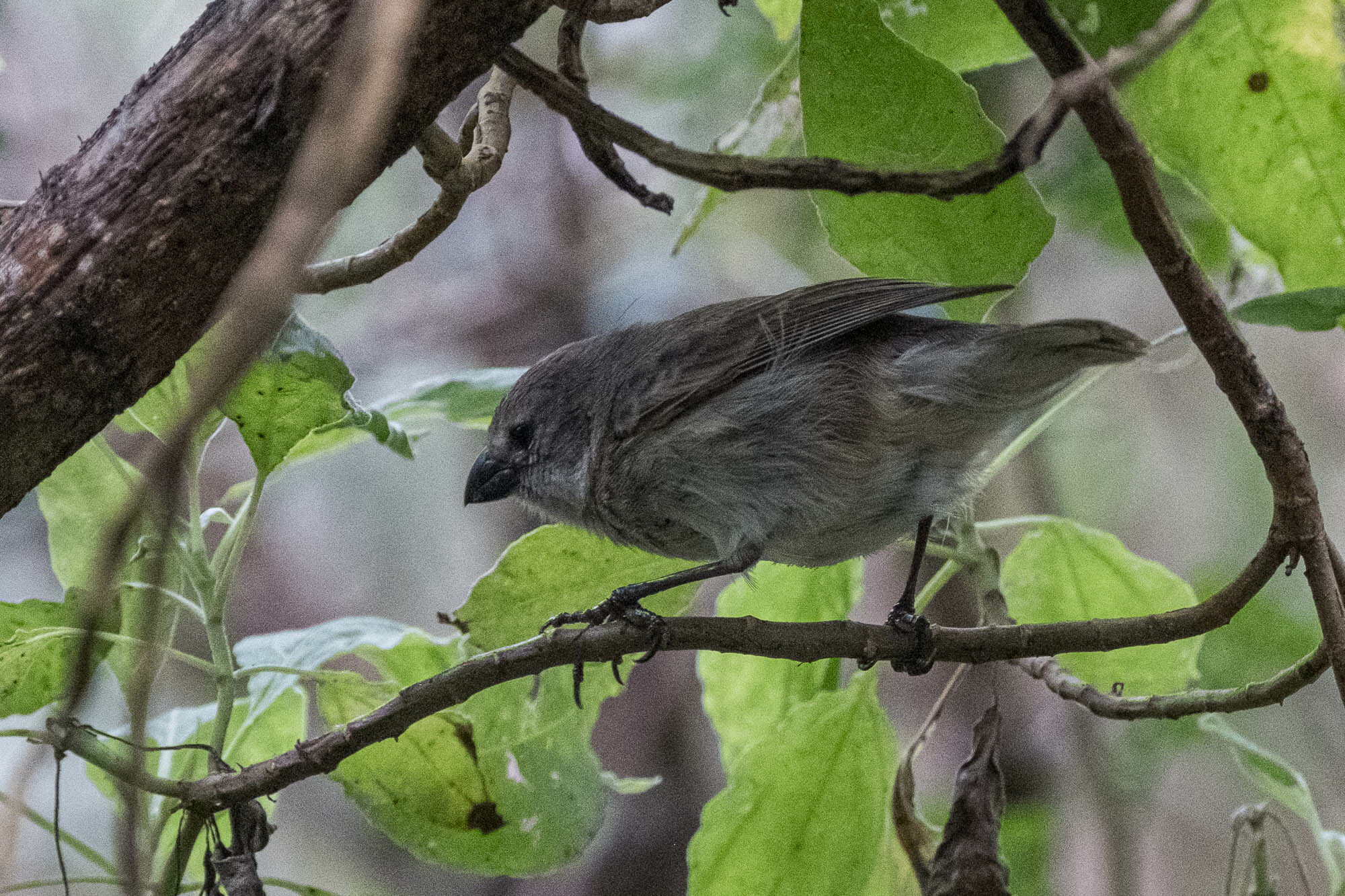 Small Tree Finch (Camarhynchus parvulus), photo 7