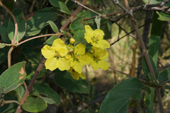 Sphedamnocarpus pruriens pruriens
