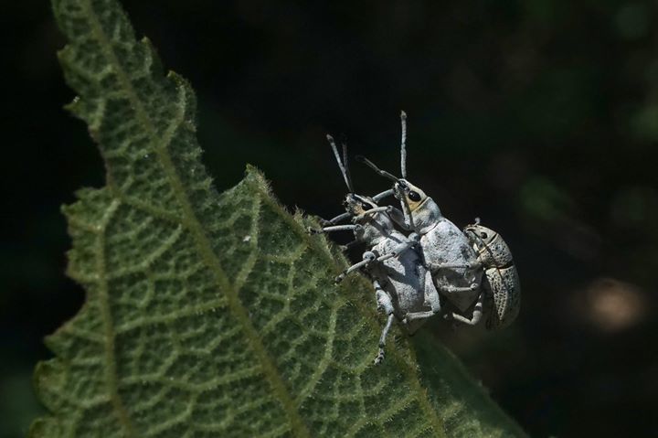 Sri Lanka Weevil