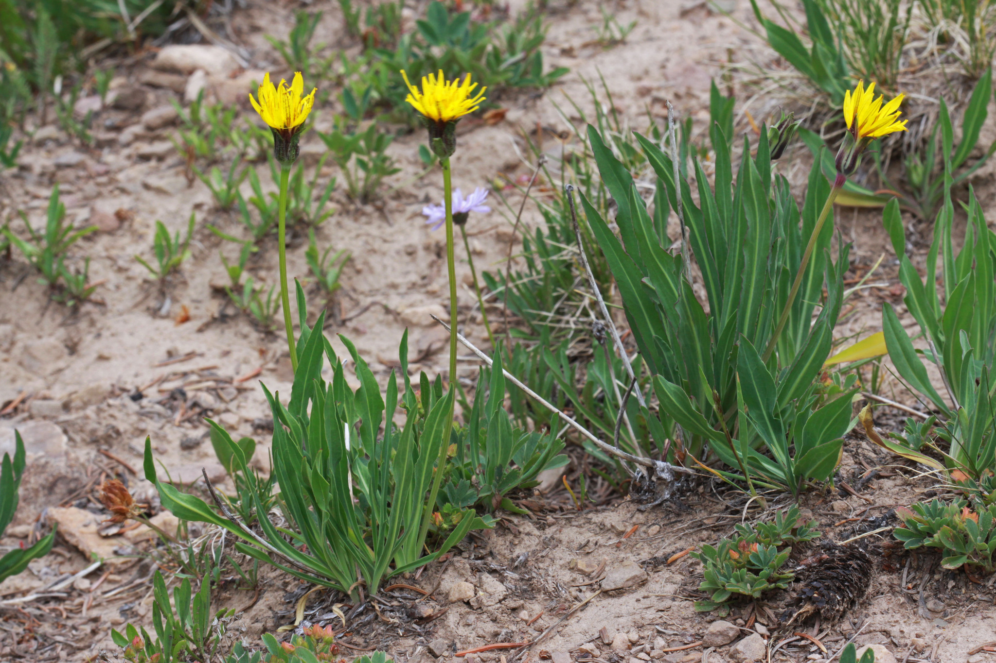 Agoseris glauca