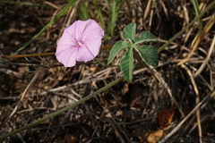 Ipomoea magnusiana
