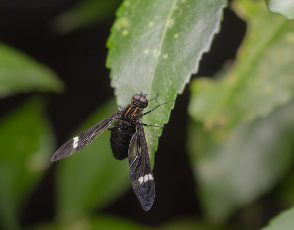 Ylasoia pegasus