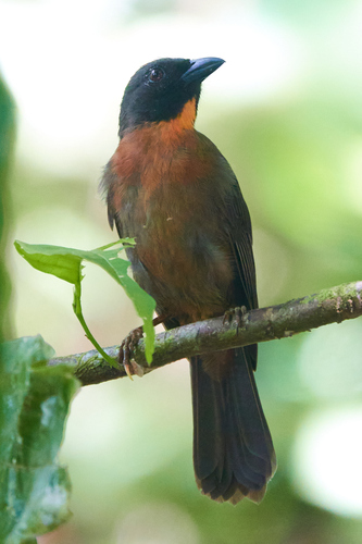 Black-cheeked Ant Tanager (Driophlox atrimaxillaris), photo 1