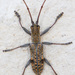 Small Mulberry Borer - Photo (c) Greg Lasley, some rights reserved (CC BY-NC), uploaded by Greg Lasley