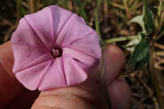 Ipomoea magnusiana