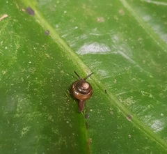 Habroconus