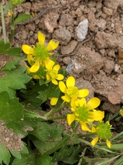 Ranunculus muricatus