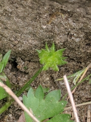 Ranunculus muricatus