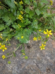 Ranunculus muricatus